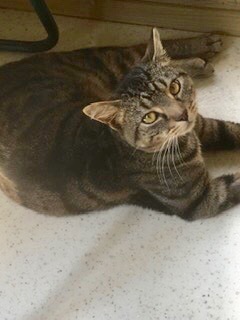 Young male tabby cat named Ash