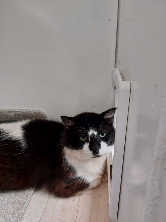 Male, black & white cat named Sopwith