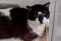 Male, black & white cat named Sopwith